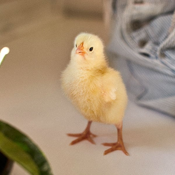 Countryside Adventure Junior Sping-Summer Collection 19